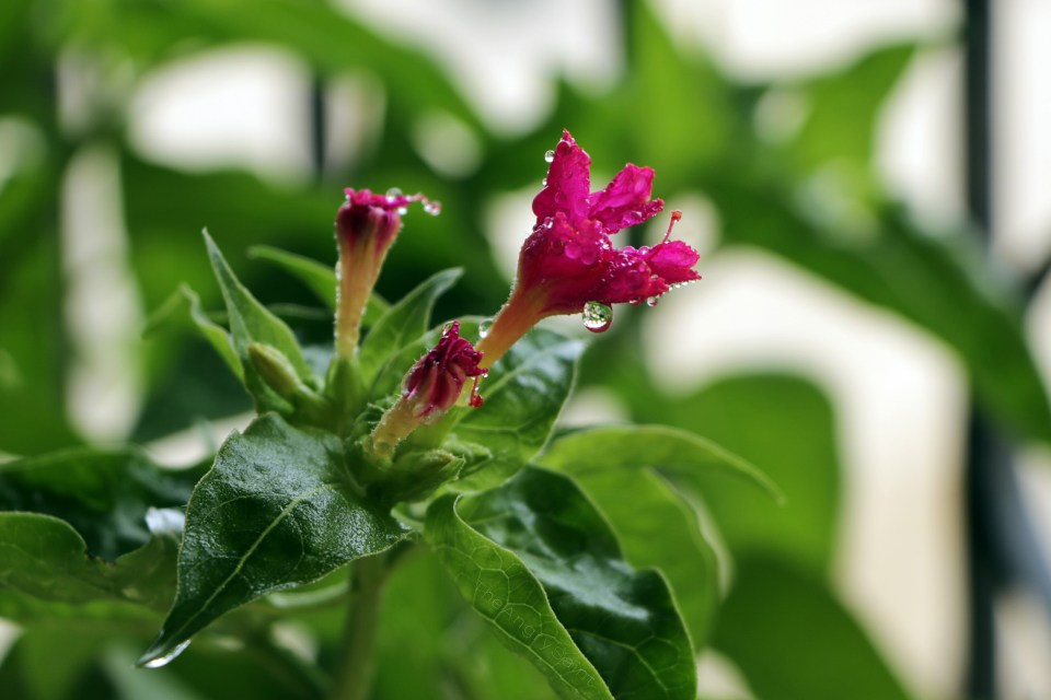 Blooming Gulbakshi Flower