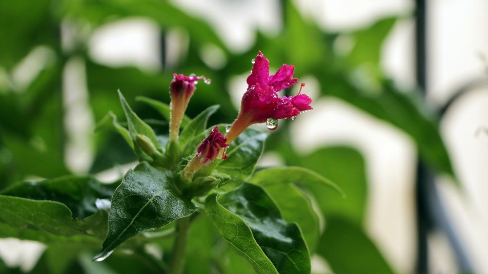 Blooming Gulbakshi Flower
