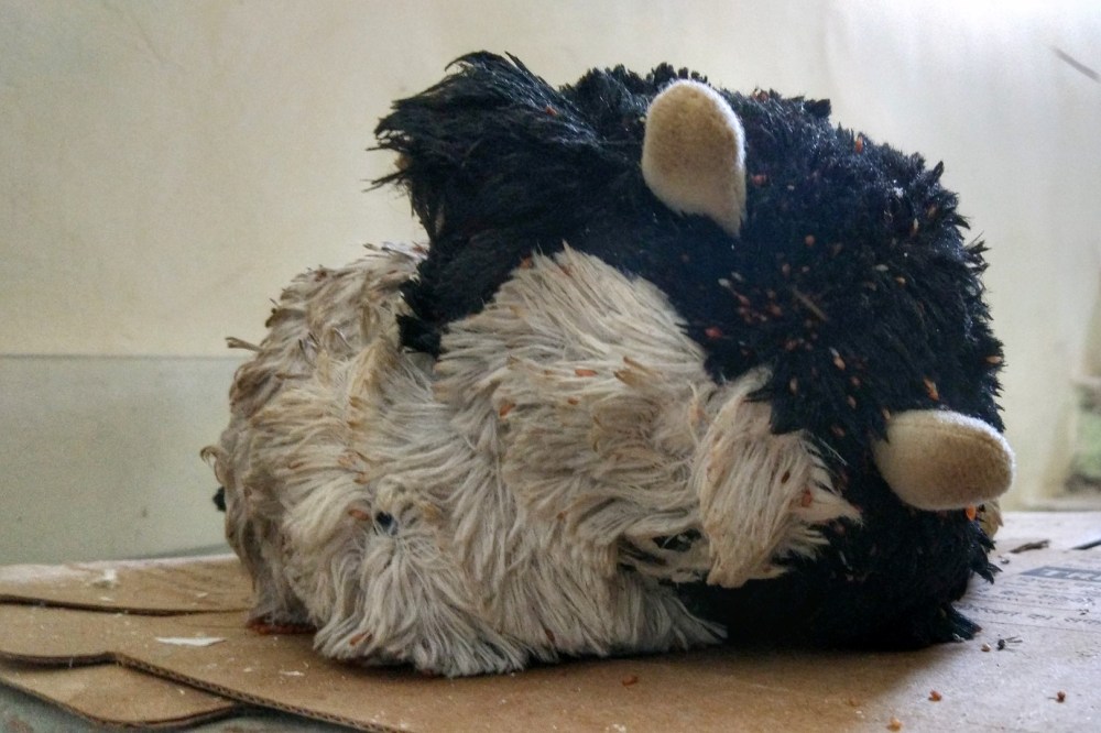 A cow shaped soft toy that could be warmed in the microwave, in order to comfort kids during cold nights